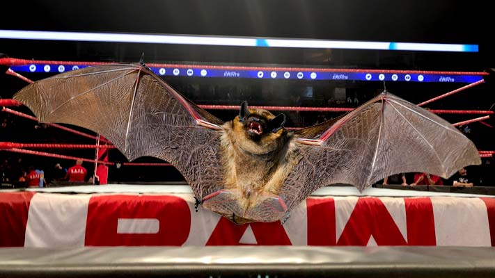 There Was A Bat Flying Around Ringside At Monday’s RAW (Video)