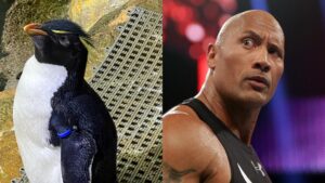 “Penguin Bad Assery” – The Rock Reacts To Penguin Named After Him