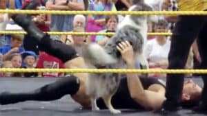 Wrestler on Match with Dog: “We Have Liquid Magma Heat”