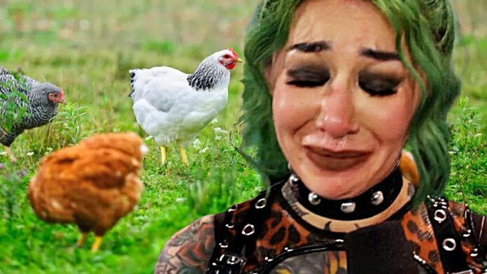Shotzi Chickens