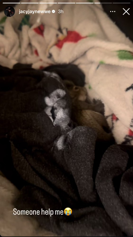 Jacy Jayne Instagram story of rescued squirrel Rocky in a box